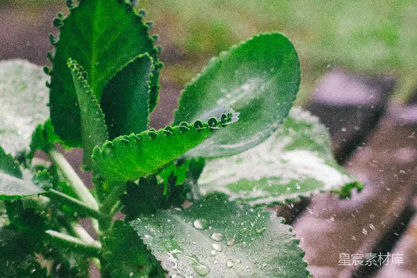 高清摄影 绿叶植物的近距离摄影