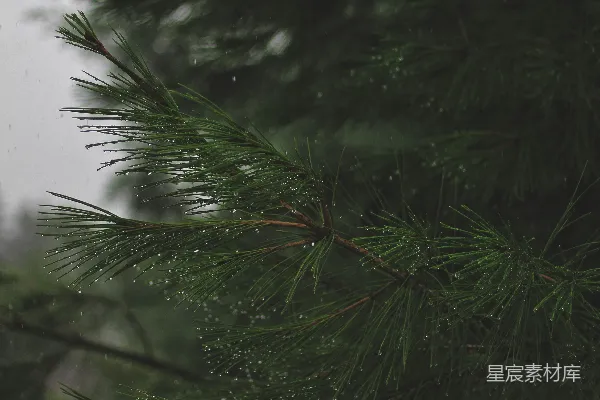 高清摄影 近景绿松摄影