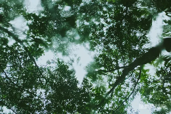 高清摄影 白天绿树上的虫眼视角