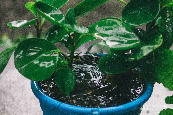 高清摄影 绿色植物置于蓝色塑料盆中