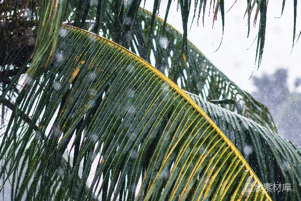 高清摄影 白天绿香蕉树