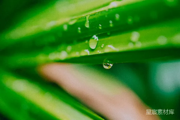 高清摄影 绿叶上的水滴