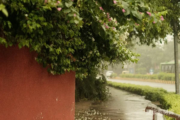 高清摄影 一个女人坐在雨中的一条长椅上。