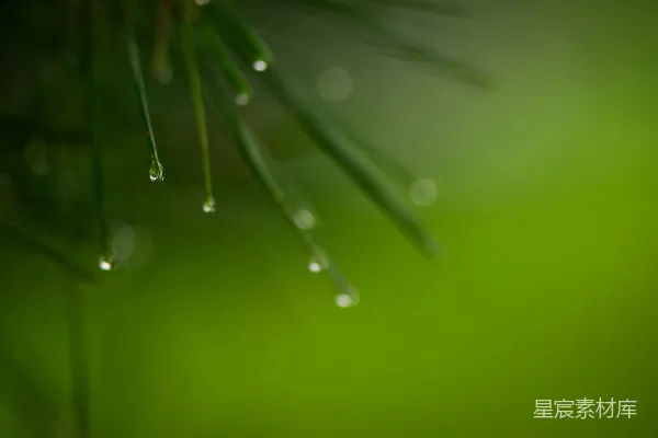 高清摄影 一棵挂满水珠的松树