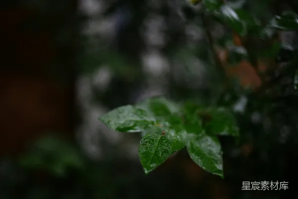 高清摄影 一张植物特写照片，背景模糊。