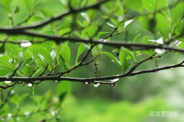 高清摄影 绿叶上的水珠