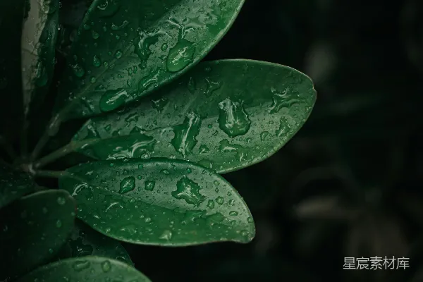 高清摄影 带水珠的绿植物