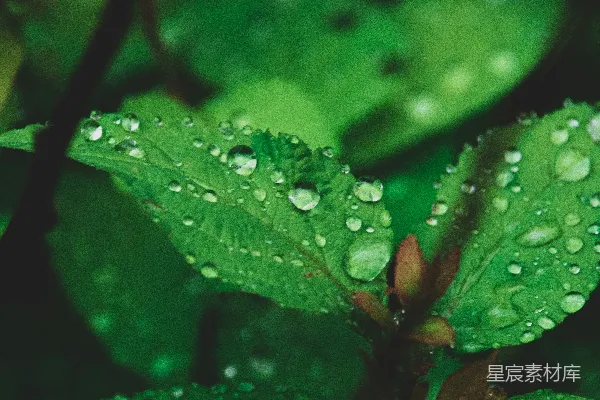 高清摄影 绿叶上的水滴