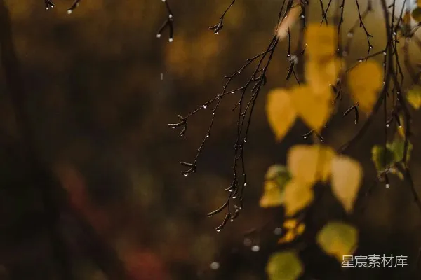 高清摄影 一棵树干的特写镜头