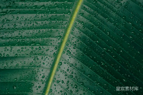 高清摄影 香蕉叶上的水珠