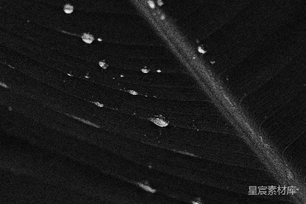 高清摄影 灰度摄影中叶面上的水珠
