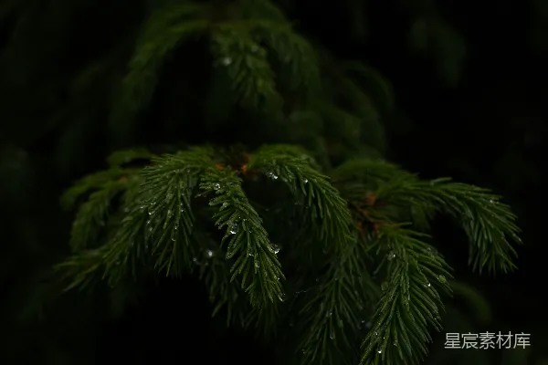 高清摄影 一棵松树的特写镜头，上面挂着水滴。