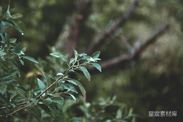 高清摄影 一些枝条的特写镜头
