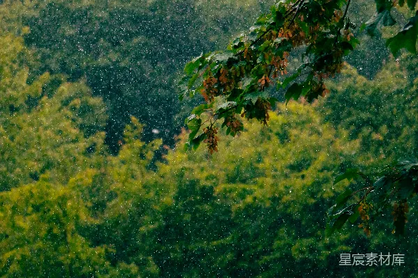 高清摄影 雨落在一片繁茂的绿林上。