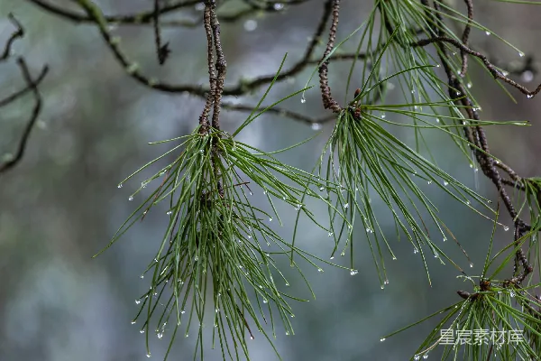 高清摄影 树上挂着雨水的树枝 branches of a tree hang with droplets of raindrops