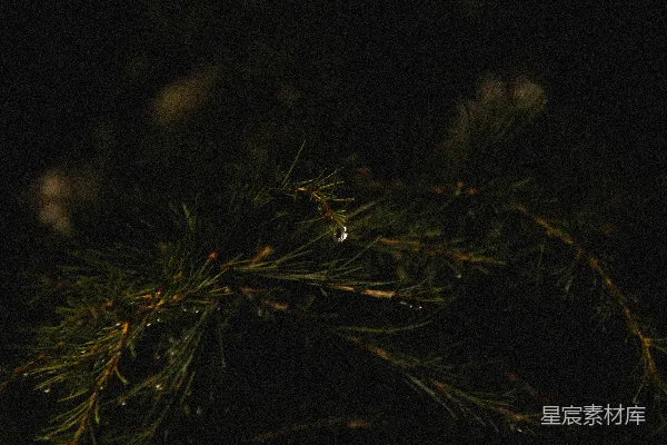 高清摄影 夜晚的一棵松树特写
