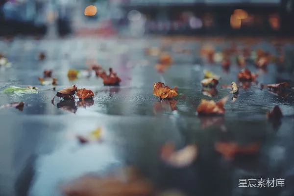 高清摄影 混凝土板上的枯叶
