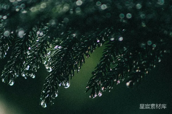 高清摄影 一棵松树的特写镜头，上面挂着水珠。