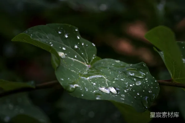 高清摄影 绿叶上的水珠