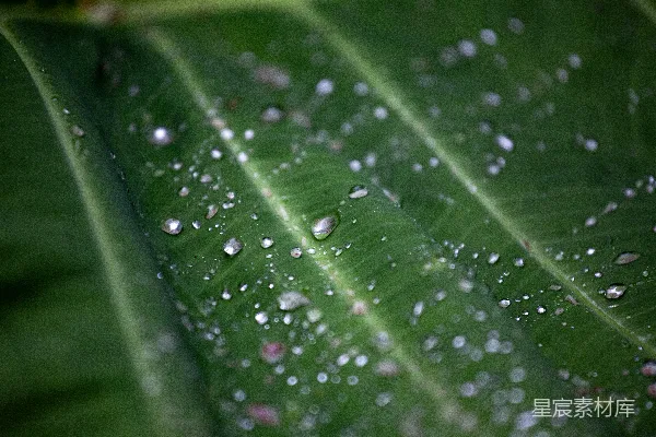 高清摄影 绿叶上挂着水珠