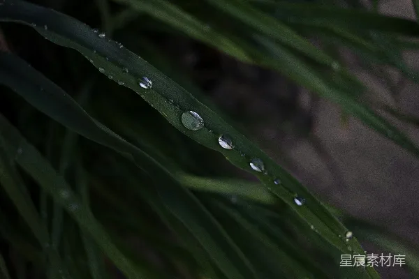 高清摄影 绿草上的水滴