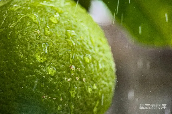 高清摄影 树上挂着的一只柠檬在雨中摇晃