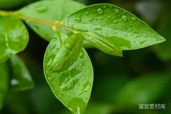 高清摄影 一片叶子的特写