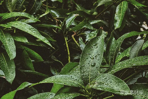 高清摄影 一簇带有水珠的绿色叶子