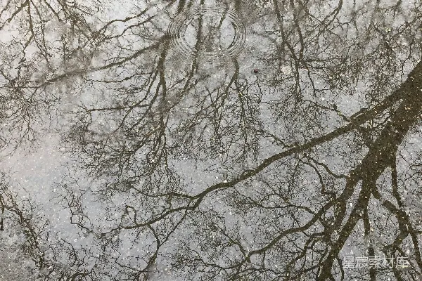 高清摄影 水洼中树的倒影