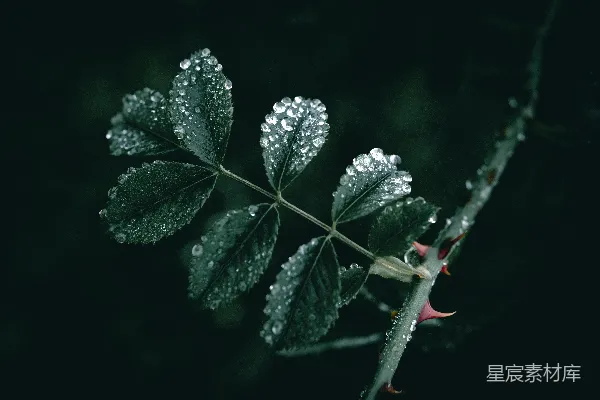 高清摄影 叶上挂满水珠的叶子