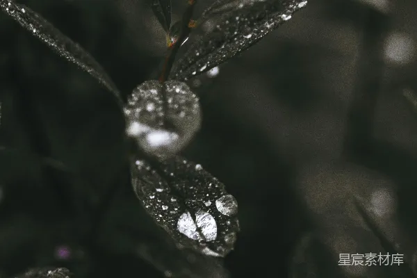 高清摄影 绿叶上的水珠