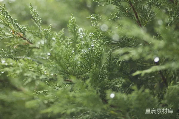 高清摄影 绿植的近景摄影