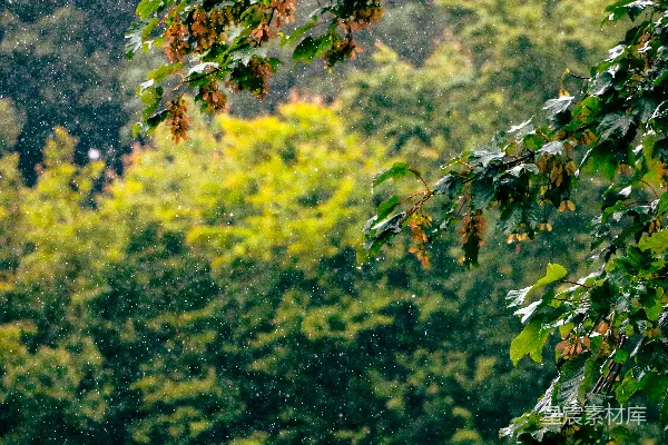 高清摄影 雨在一片葱郁的森林中落下。