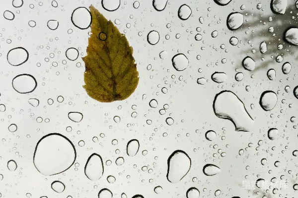 高清摄影 棕色的叶痕在水滴中