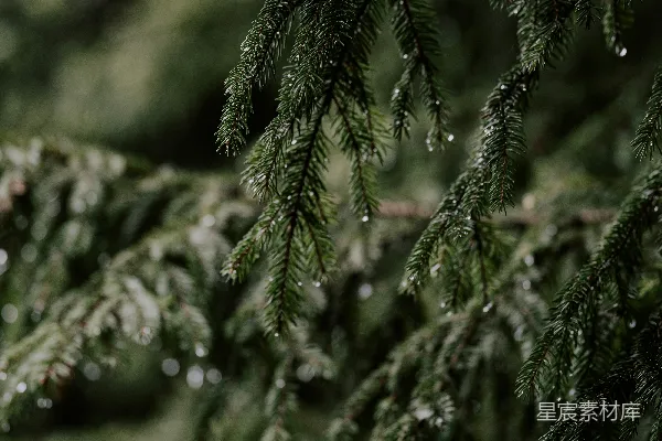 高清摄影 树上挂着水滴的松树近照