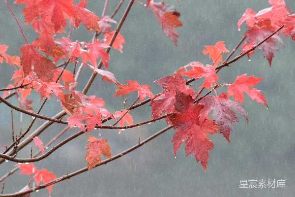 高清摄影 一棵在雨中泛红的树