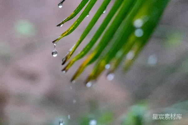 高清摄影 绿色植物的近景摄影