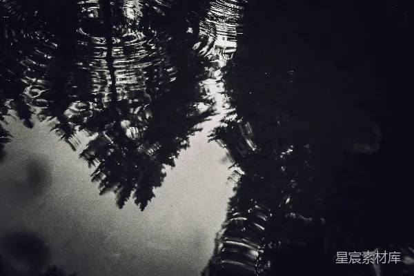 高清摄影 黑白照片中树木倒映在水面上