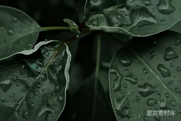 高清摄影 绿叶上的水滴