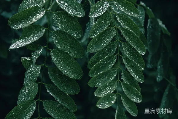 高清摄影 一片叶子的特写，上面有水珠。