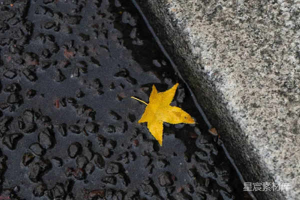 高清摄影 灰水泥地面上的黄色枫叶