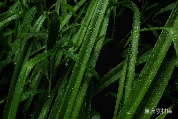 高清摄影 带有水珠的绿色植物