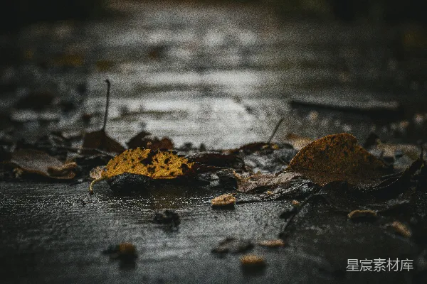 高清摄影 雨中地面上的一片黄叶