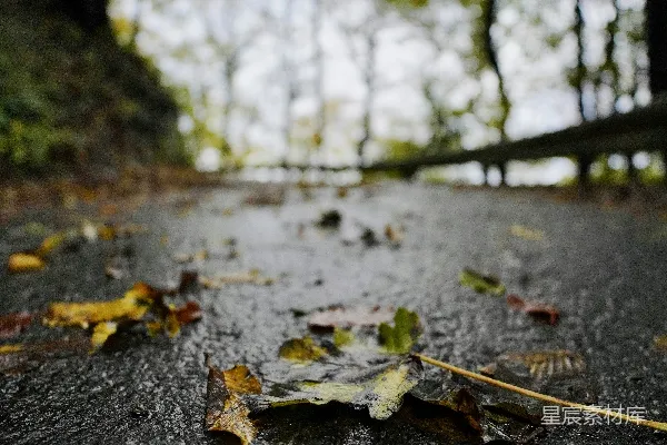 高清摄影 路中间的一片落叶