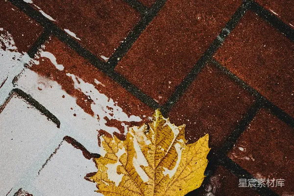 高清摄影 一片黄色的树叶躺在砖砌的人行道上