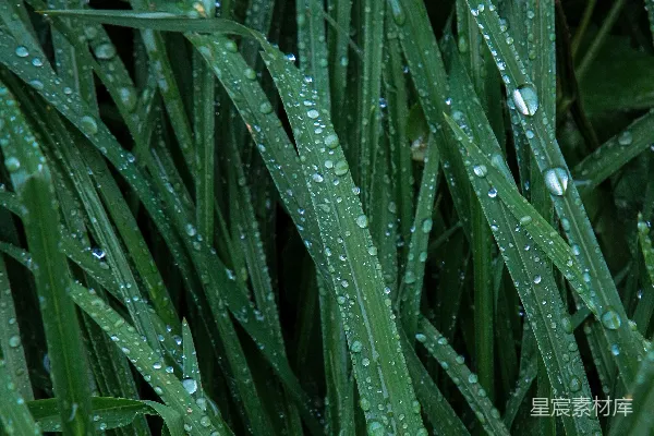 高清摄影 绿草上的露珠闪耀发光。