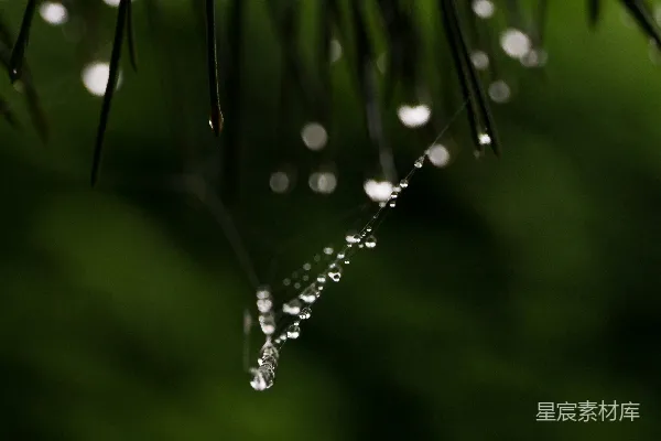 高清摄影 绿色植物上的水滴
