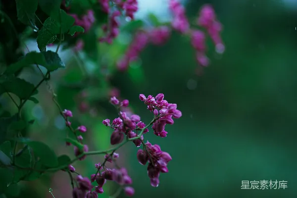高清摄影 一簇紫色的花朵生长在树上