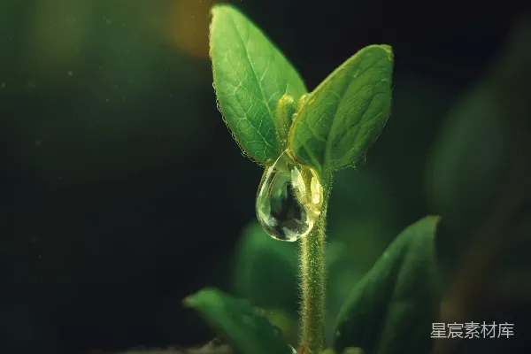 高清摄影 绿叶植物生长在水中