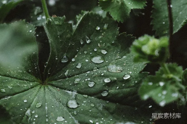 高清摄影 绿叶植物